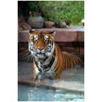 Tiger in the pool